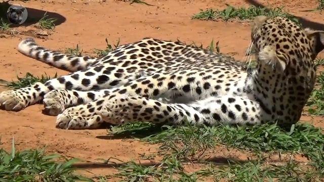 leopard relaxing