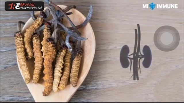 MI_IMMUNE  CORDYCEPS BENIFIT IN HINDI