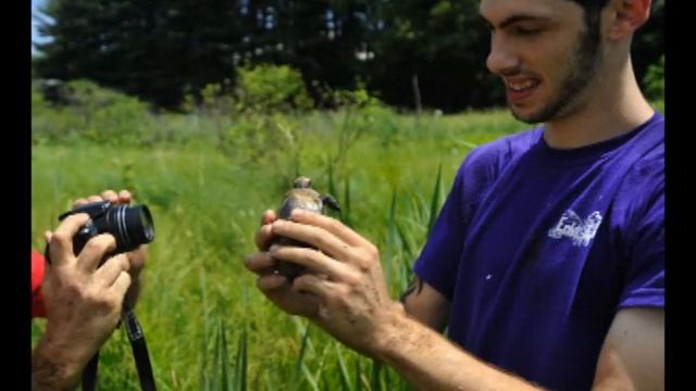 Carroll County's Secretive Bog Turtles