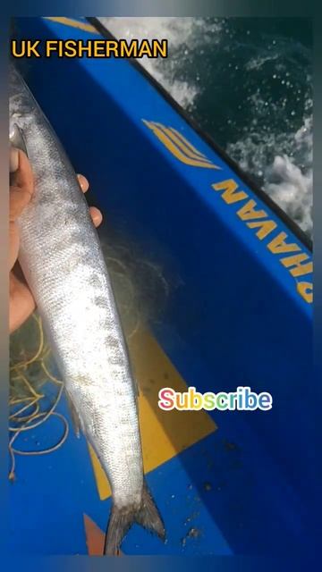 Barracuda fish#seafood #shorts #fishingvideo #netfishing #india