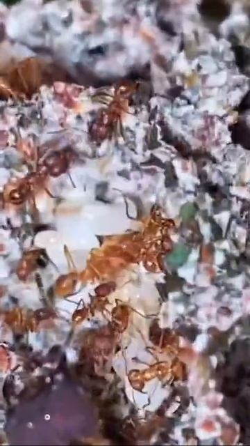 My Favorite Ant Farm