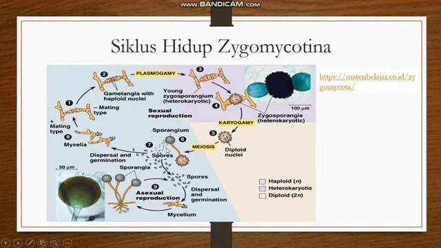 Fungi (Jamur) Kelas Zygomycotina #SMA_X_1