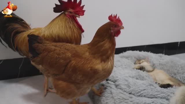 Старый петух и Курица пришли поиграть с Котенком 🐈🐓🤗😂