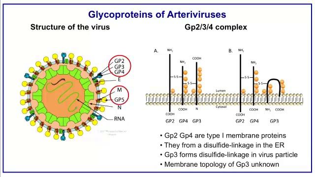Dr. Michael Veit - Processing of Gp5 and Gp3 of Arteriviruses