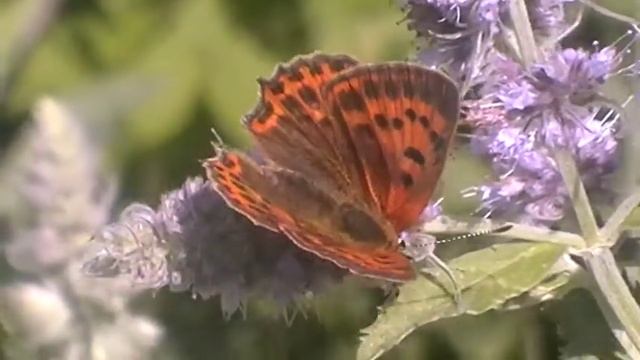 CZERWOŃCZYK DUKACIK (samica) (Międzybrodzie Bialskie-łąka górska 23.07.2011r.)