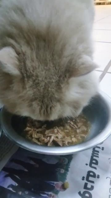 #giving food my cat #yummy #satisfying #short