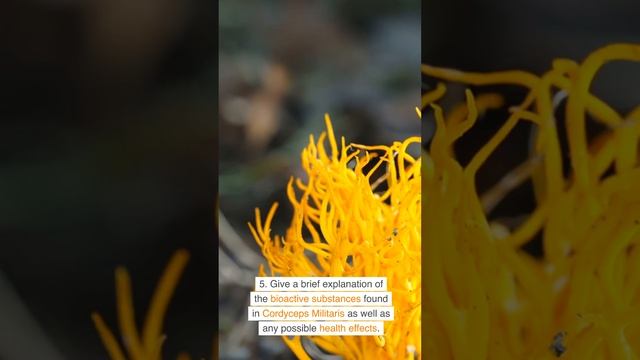 10. Think About Cordyceps Militaris Mushroom.