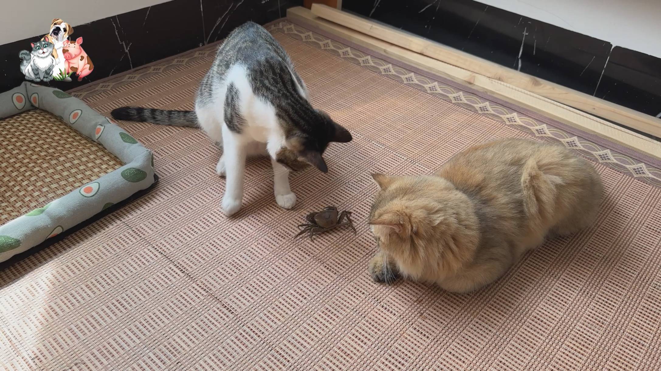 Трем кошкам дали краба🦀🐈😹🐈