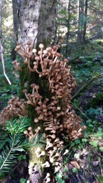 🍄🍄🍄#Грибы #Опята🍄🍄🍄