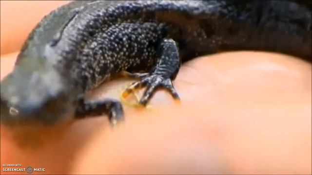 Chytrid Fungus on The One Show (2009)