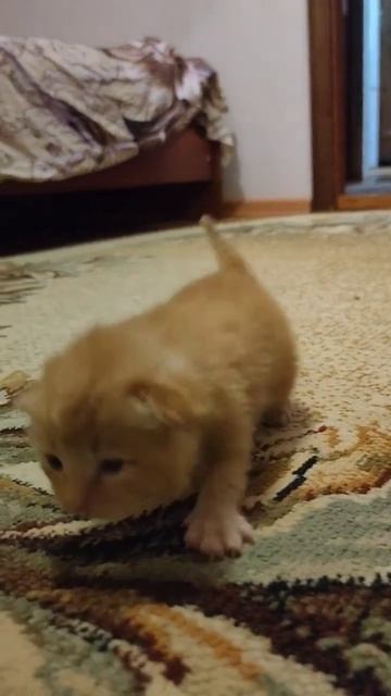 Маленький котенок учится ходить