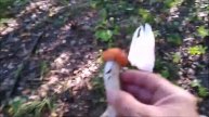 ✔За грибами🍄 Тихая охота🚶 удалась на славу🌲🌳✔