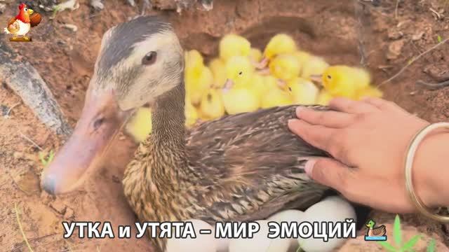 Утка и Утята – мир нежных эмоций 🦆🤗❣️часть (3)