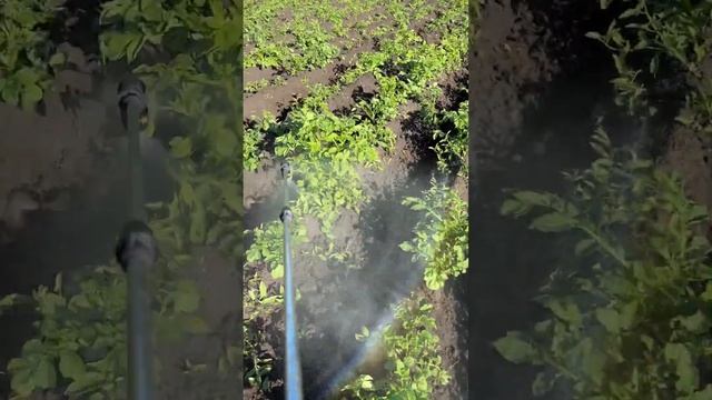 Обработка картошки от колорадского жука аккумуляторным опрыскивателем.