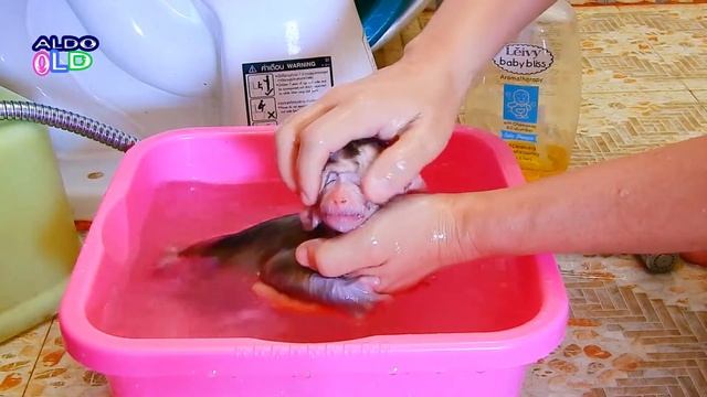 Baby monkey AVA bath in the bathtub With Warm Water #69