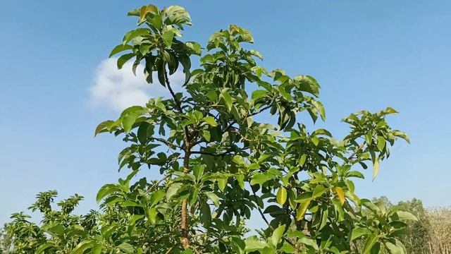 Tanam Jeruk Siam Dan Alpukat Dalam 1 Lahan