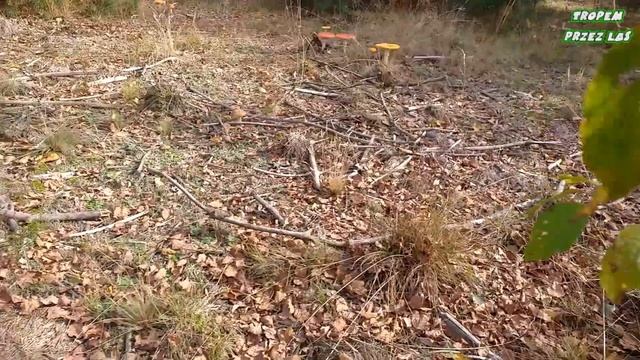 Podsumowanie Grzybobrania - Pażdziernik - 2019 -