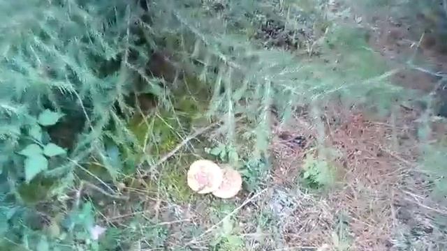 мухоморное царство