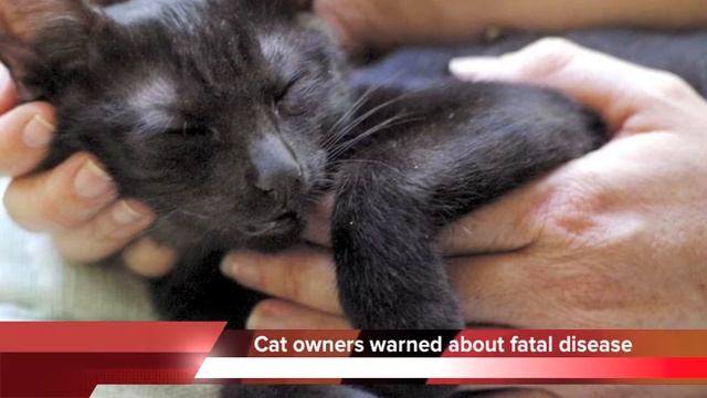 Fatal cat disease becoming more common