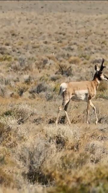 A Antelope running in field #shorts #deerrunning #deers #antelopes #antelopeinthefield