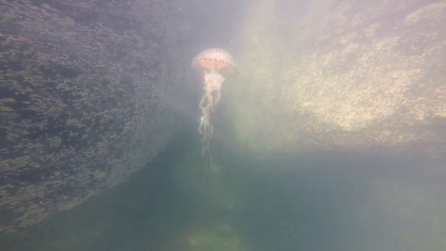 Compass Jelly fish while AJ paddle boarding in Fishguard