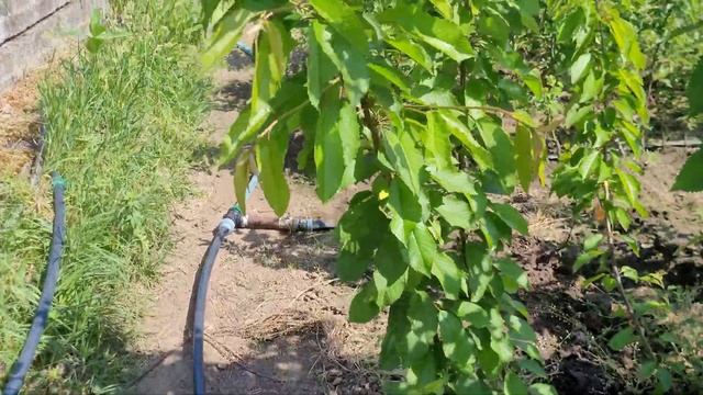 Обробка груші від кліща