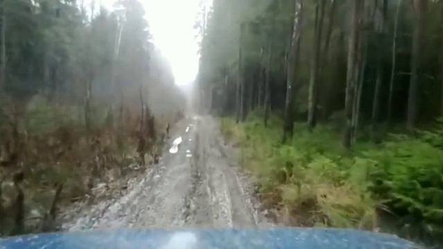 На Ниве в лес.