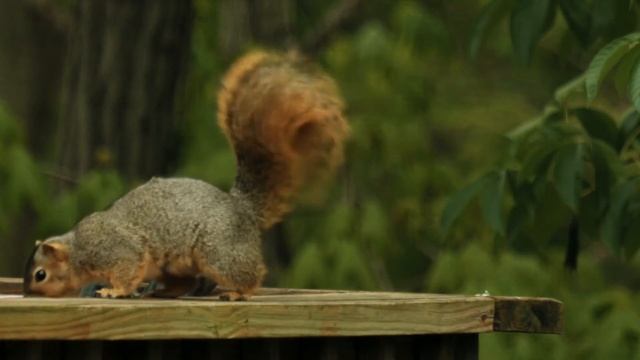 Белка (Aakash Gandhi - Dancing Star (Squirrel positive video))
