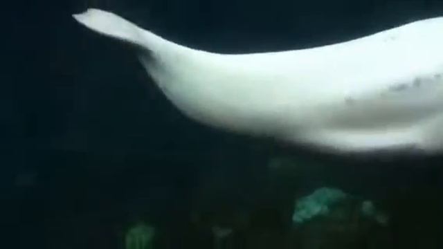 Beluga whale at mystic scares daughter