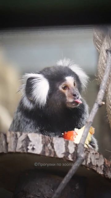 Игрунка обедает. Ленинградский зоопарк