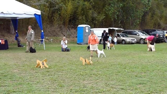 Smooth Fox Terrier - Panda