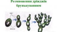 Основи біології. Царство Гриби Ч 6.