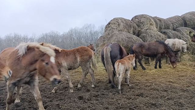 в поиске жеребёнка...