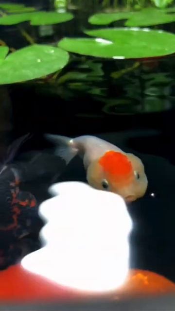 Satisfyingfish Beautiful Goldfish Species,#short#shorts|🔔❤👉SUBSCRIBE PLEASE👇👈❤#shorts