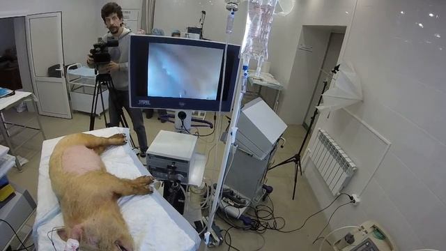 www.endovet.com