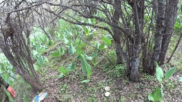За грибами с подписчиком в новые места.