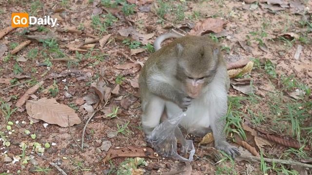Fat monkey eating lotus seeds, Lazy monkey
