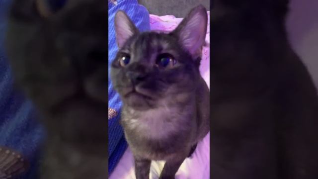 Чаузи котенок гризли окраса питомник Sunrise chausie cats kittens