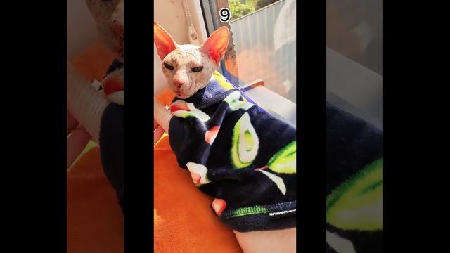 Милашки с Маркетплейса 6