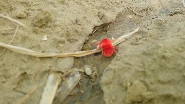 Red velvet mite (rain bug)