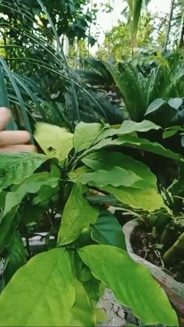 KỸ THUẬT TRỒNG CÂY CÀ PHÊ Ở MIỀN TÂY | Hiền Bến Tre #shorts