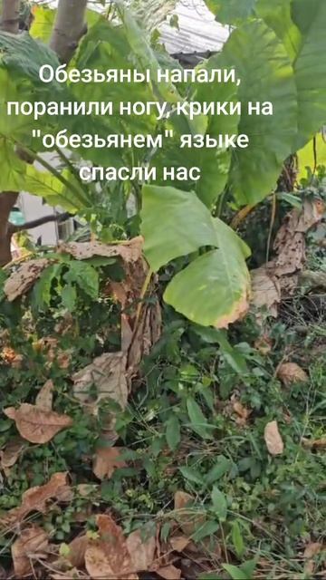 нападение обезьян