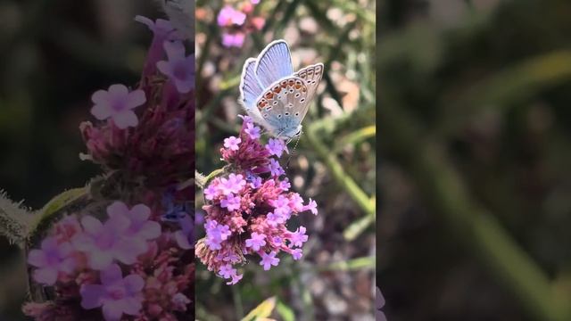 🦋 Polyommatus Icarus