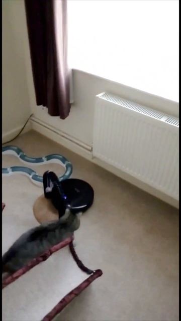 😼 Cat vs robot #shorts #funnycat