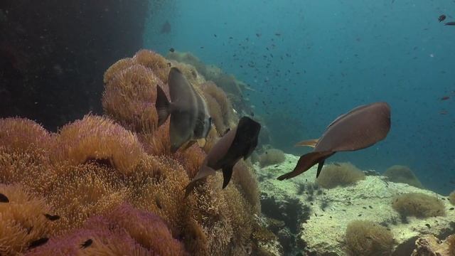 Diving Thailand 29 June 2022 Sail Rock Underwater video