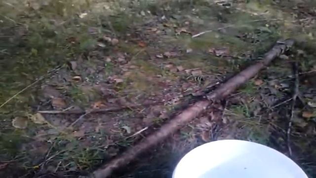В лес за гребами всей семьёй