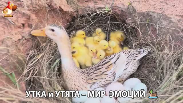 Утка и Утята – мир нежных эмоций 🦆🤗❣️часть (4)