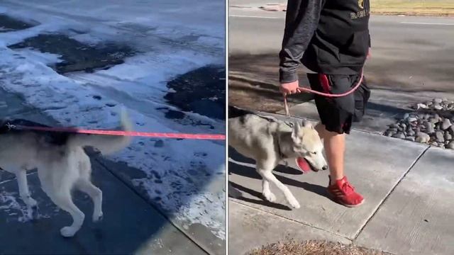 Inside Look: Husky Before and After - Side by Side Comparison