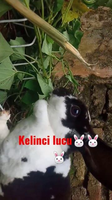 kelinci lucu #indonesia #shorts #taman #kebun #rabbit #firal #animals #kelinci