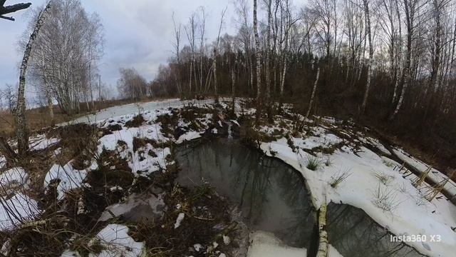 бобр2
